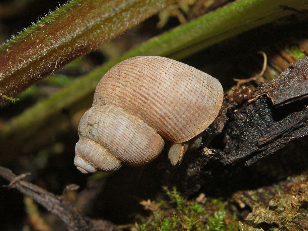 Pomatias elegans (Mller, 1774)